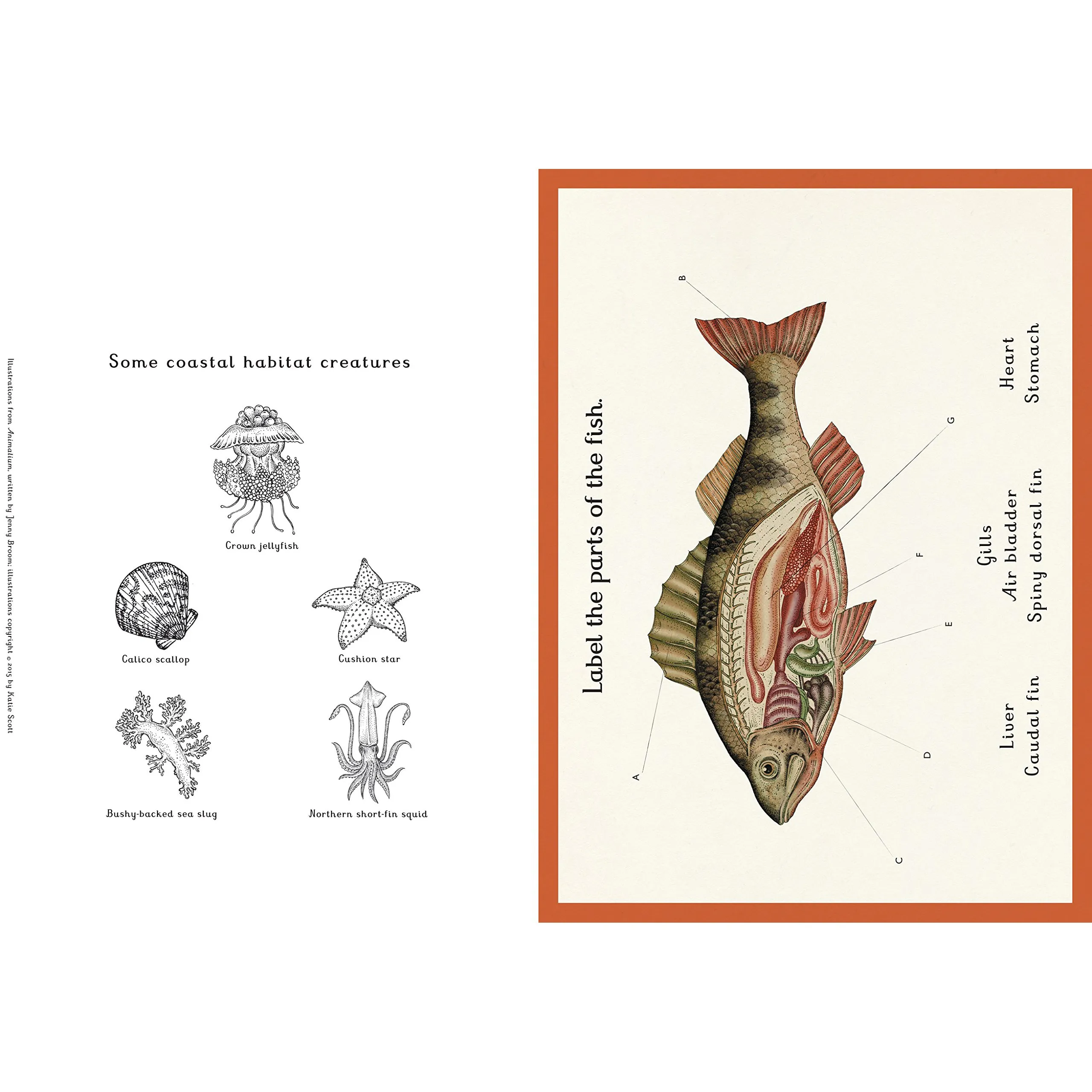 Animalium