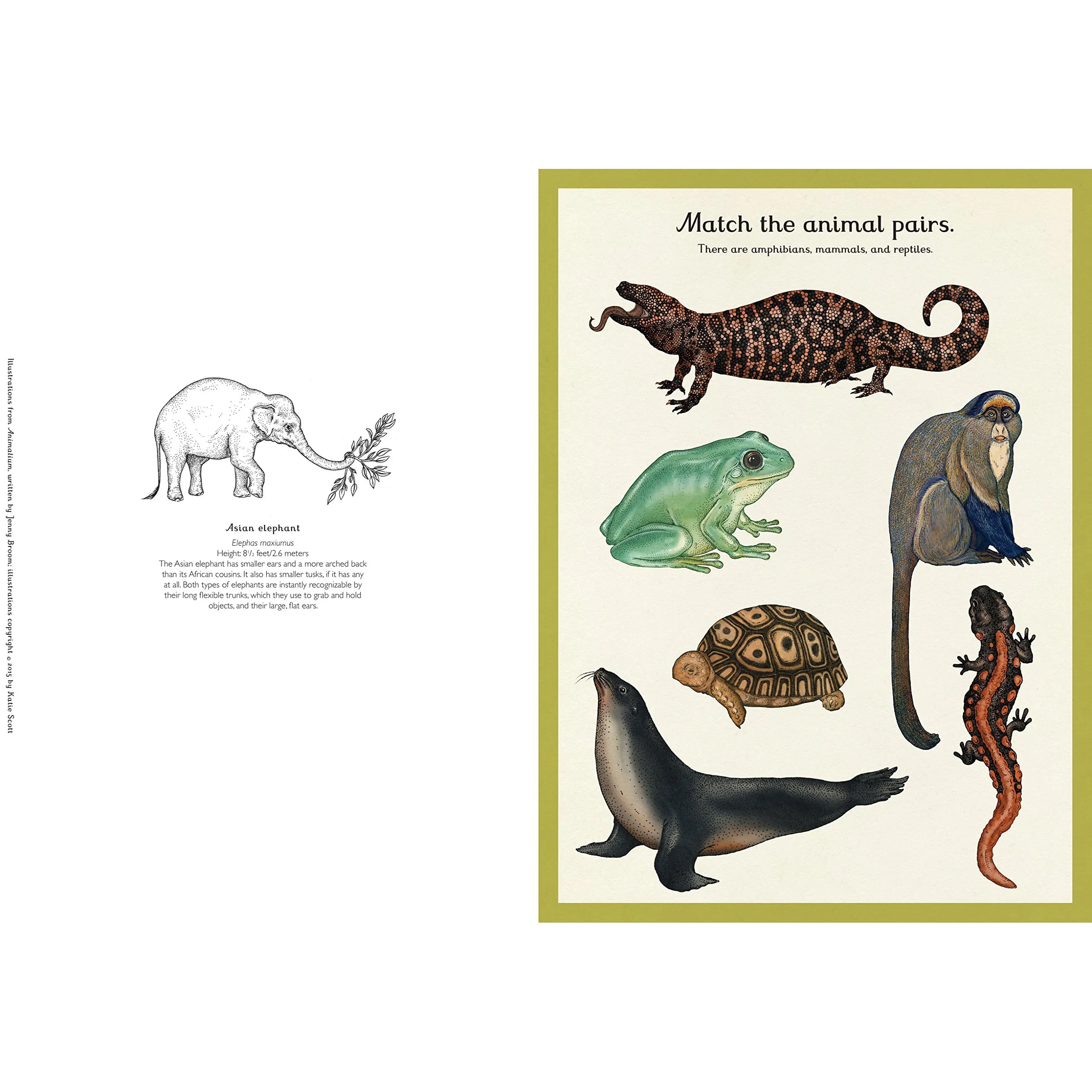 Animalium