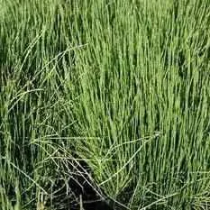 Equisetum Scirpoides - Dwarf Horsetail (Bare Root)