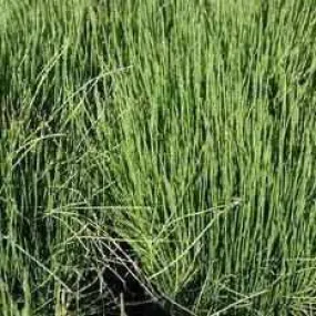 Equisetum Scirpoides - Dwarf Horsetail (Bare Root)